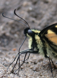Eastern Tiger Swallowtail
